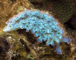 Lettuce Sea Slug blue variety